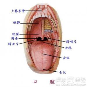 快速治療口腔潰瘍3個小偏方