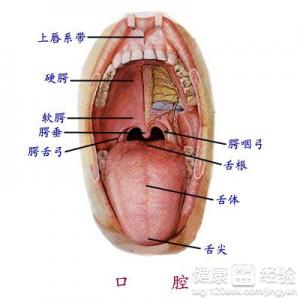 口腔潰瘍是由於哪些原因造成的
