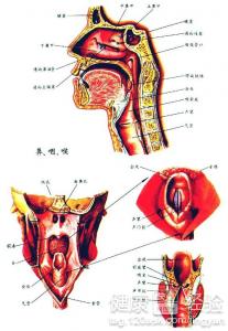 如何自療口腔潰瘍