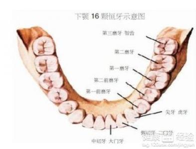 智齒拔牙多少錢一顆