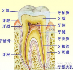 成人拔掉齲齒不補可以嗎