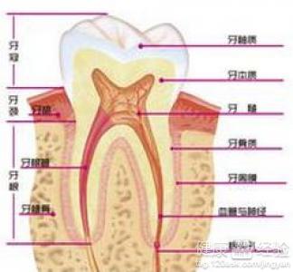 8歲牙齒齲齒可否拔牙