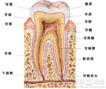 整牙拔牙對智力的影響