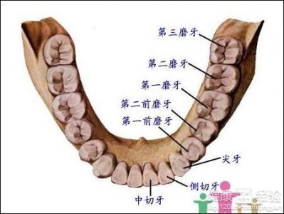 20歲為什麼還在長牙齒呢