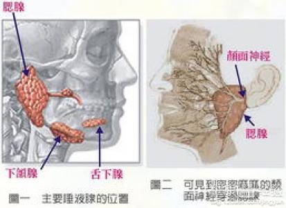 唾液腺惡性腫瘤怎麼辦