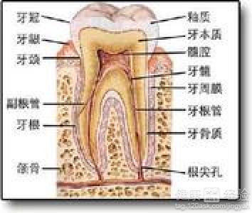 妊娠期龈炎怎麼辦