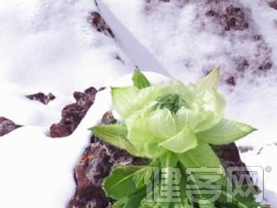 雪蓮的根系十分發達，因此可以緊緊的扎在巖縫之中，從中吸收營養成分。在它的莖和葉上，都有著白色的絨毛覆蓋，這樣既可以防止散熱，又能充分的吸收更多來自太陽的光和熱。在當地，雪蓮有著雄、雌之說，無論哪種雪蓮的功效，都是十分強大的。