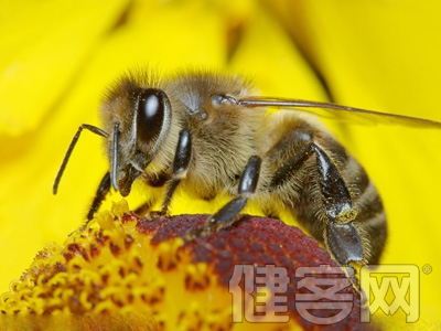 蜂蜜能預防齲齒？誤傳而已