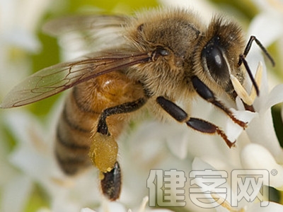蜂膠能預防、治療齲齒嗎？