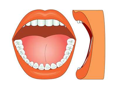牙齒的組織結構