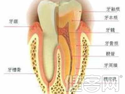 釉質周期性生長是怎樣的