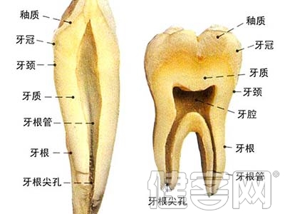判斷牙根的發育形成是否健康