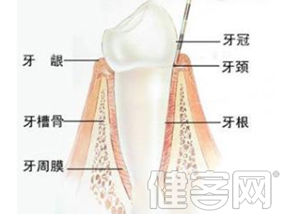 牙槽骨吸收被破壞有哪些類型